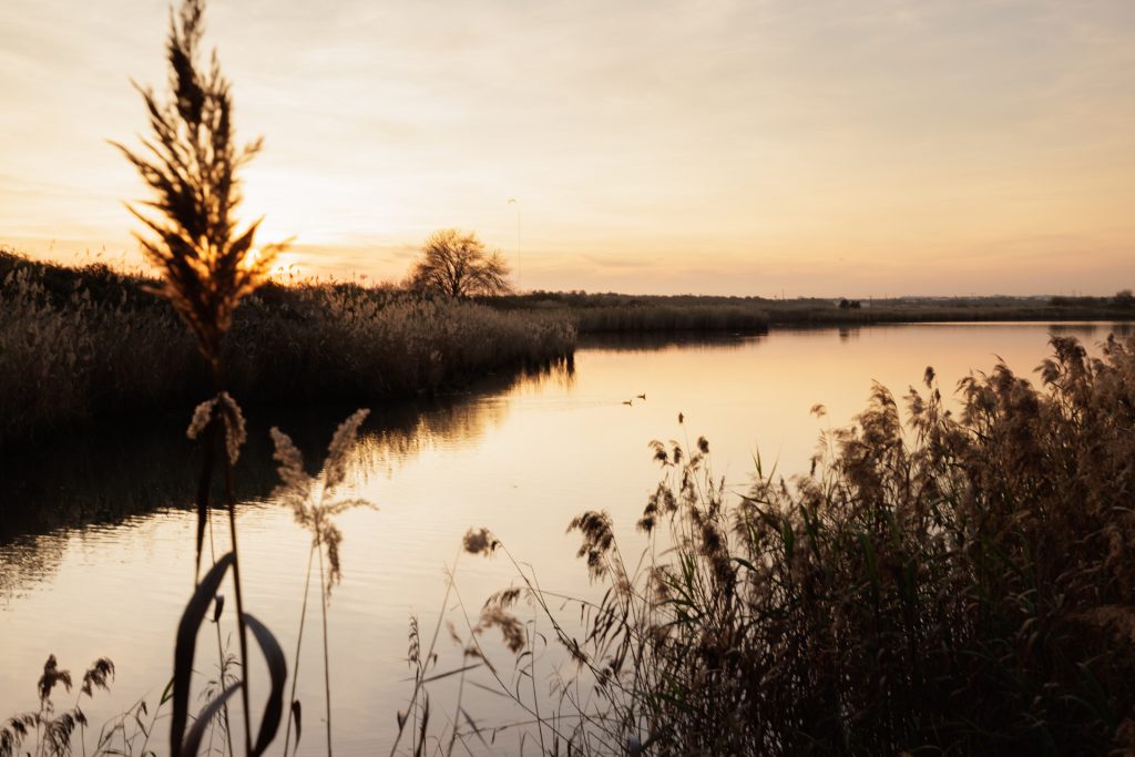 Serene autumn sunset over a tranquil river, with tall grasses and trees silhouetted against the golden sky.